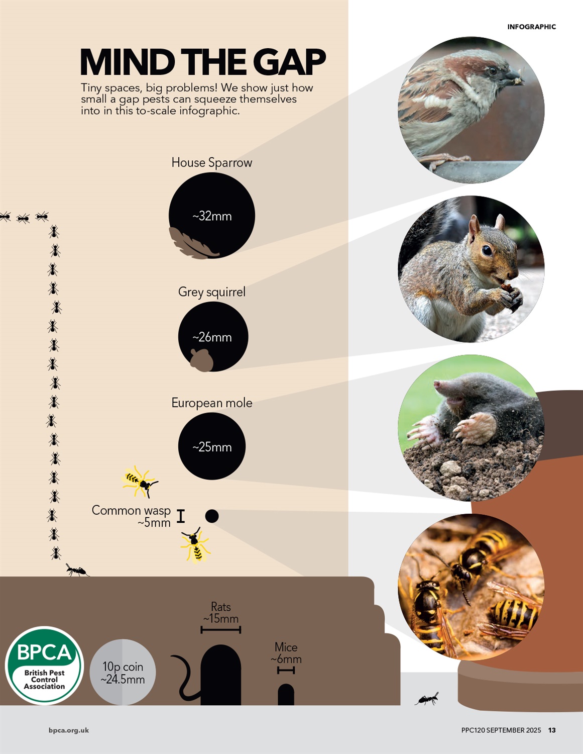 infographic